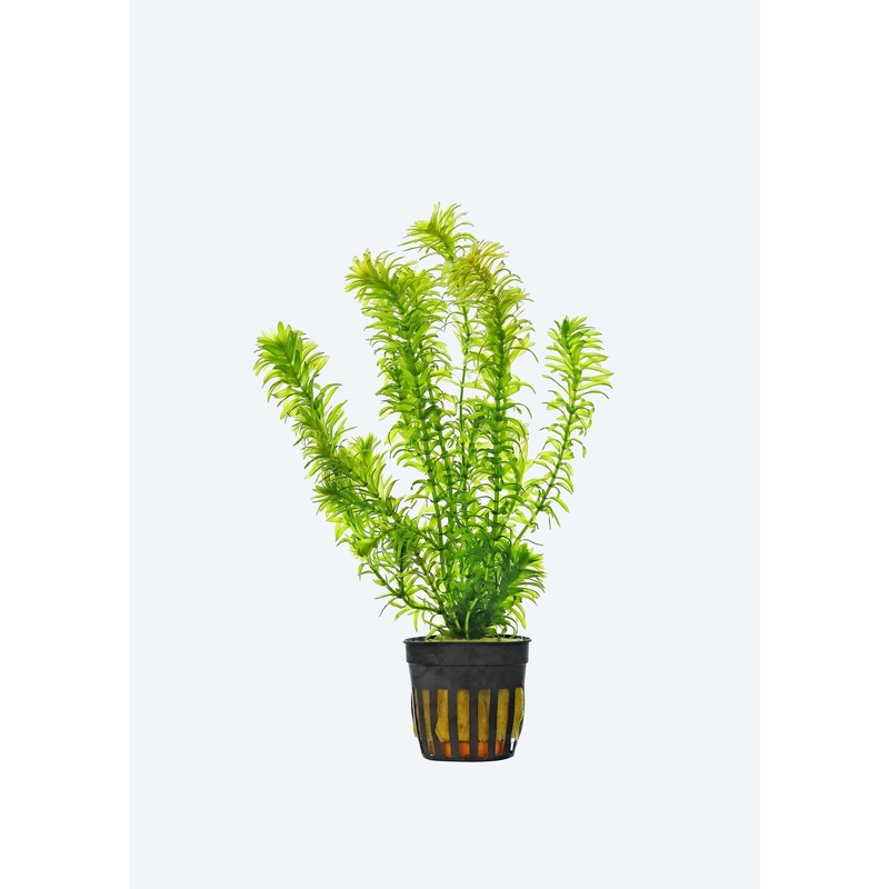 Hydrilla verticillata