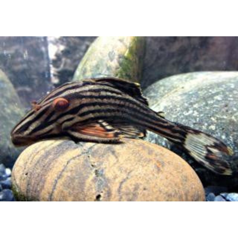 L027 – Long Nose Platinum Royal Pleco – “Panaque cf. armbrusteri”