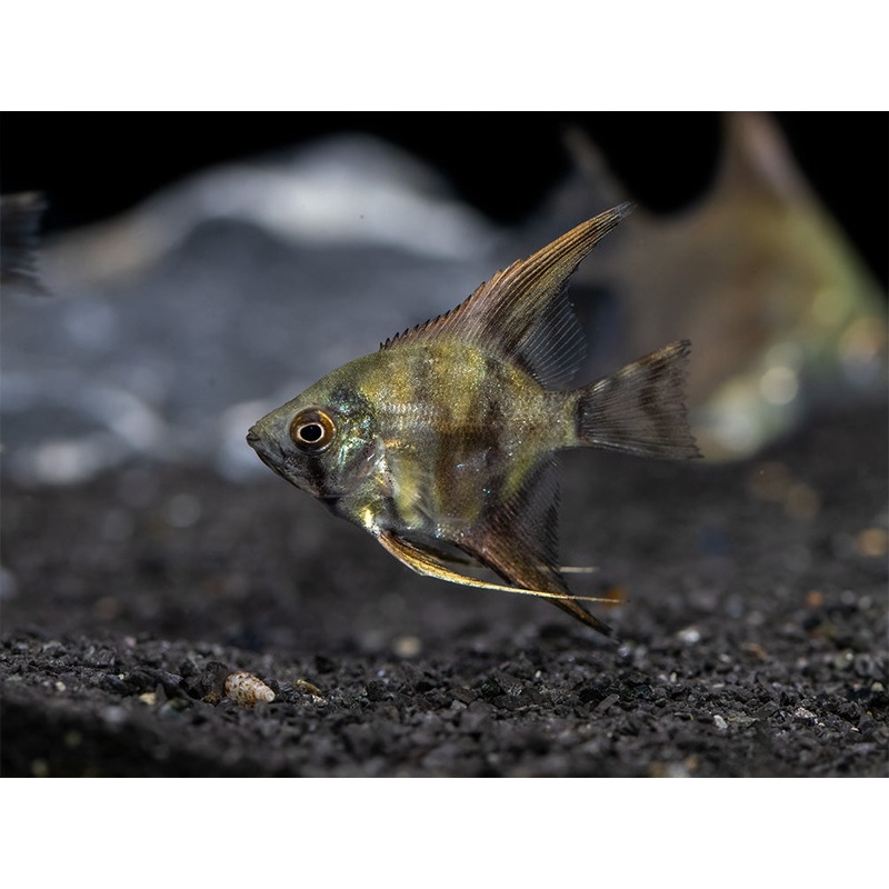 Leopard Angelfish (Pterophyllum scalare), TANK-BRED!