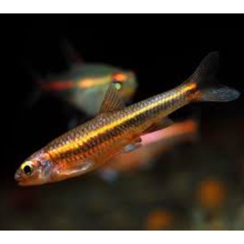 Rainbow shiner (Notropis chrosomus)