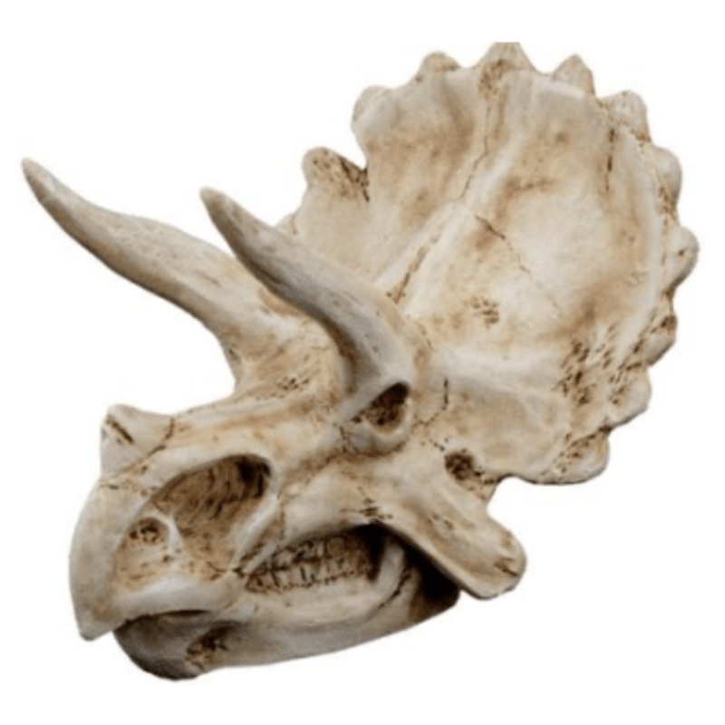Triceratops Dinosaur Skull Decor 15.5×11.5x11cm