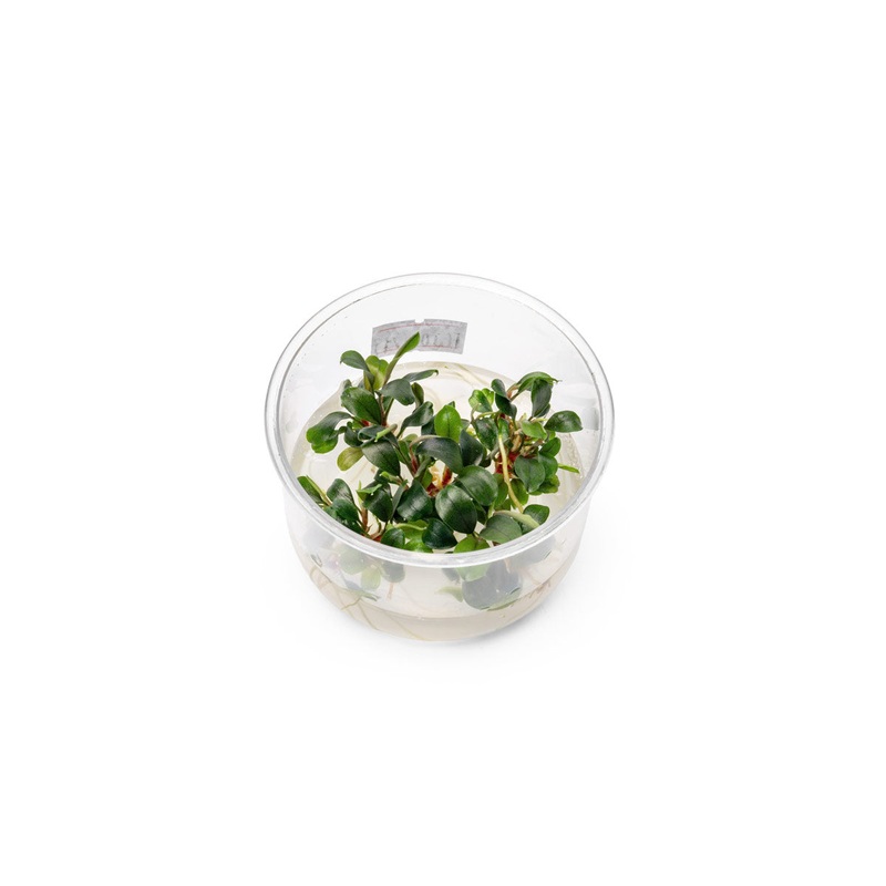 Bucephalandra Sekadau Bukit Betung UNS Tissue Culture