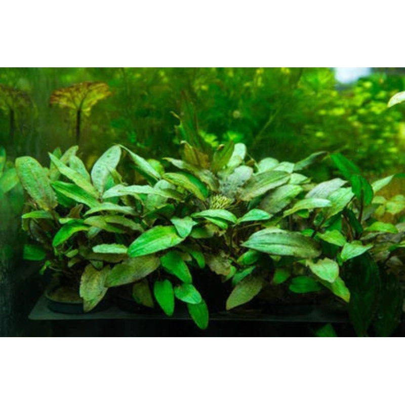 Cryptocoryne Wendtii Brown