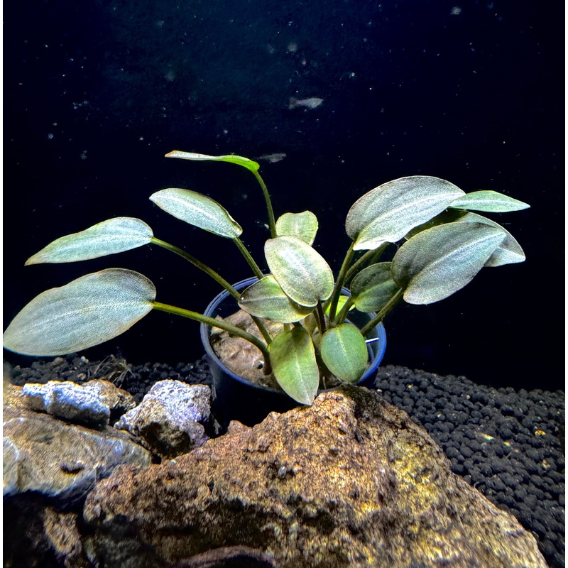 Lagenandra Meeboldii ‘Red Round’