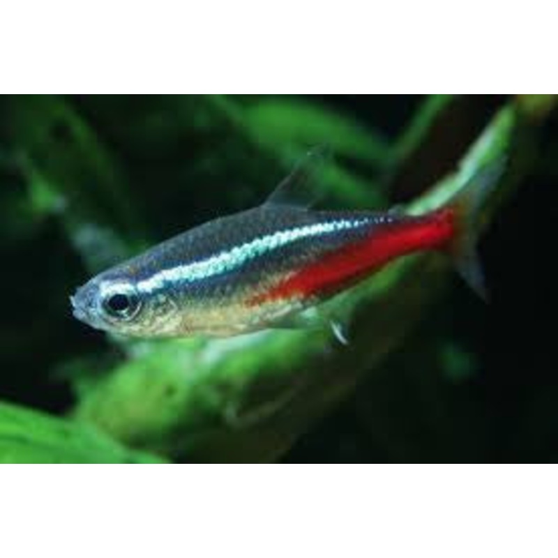 Neon Tetra “Parassheirodon innesi”