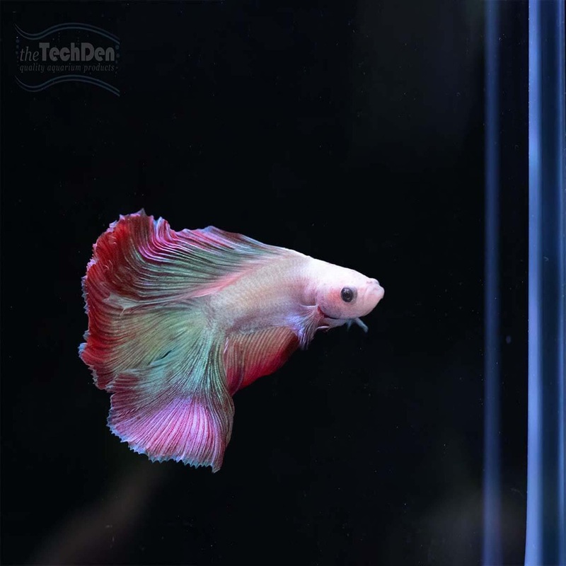 Premium Male Betta $65 – (No Online Purchases)
