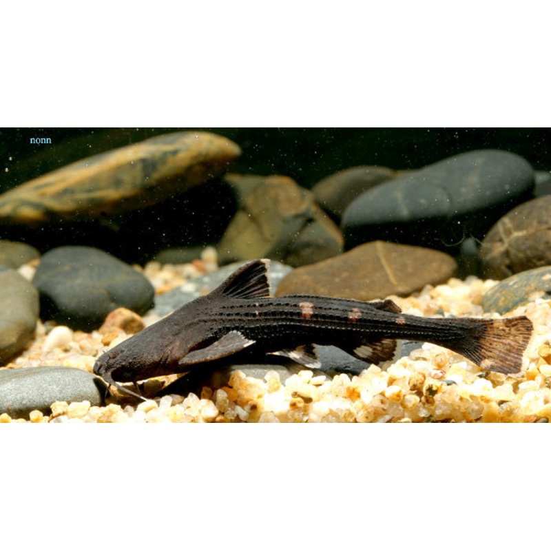 Banjo Catfish “Bunocephalus coracoideus”