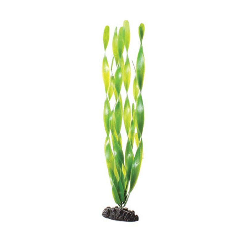 Green Jungle Vallisneria – 16″ Aquarium Plant