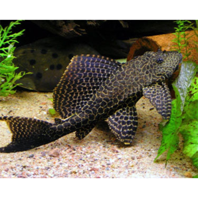 L083 – Sail Fin Pleco – “Pterygoplichthys gibbiceps”