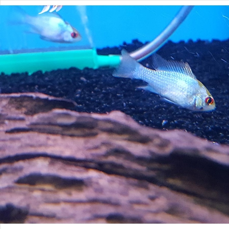 Neon Blue Ram – (No Online Purchases)