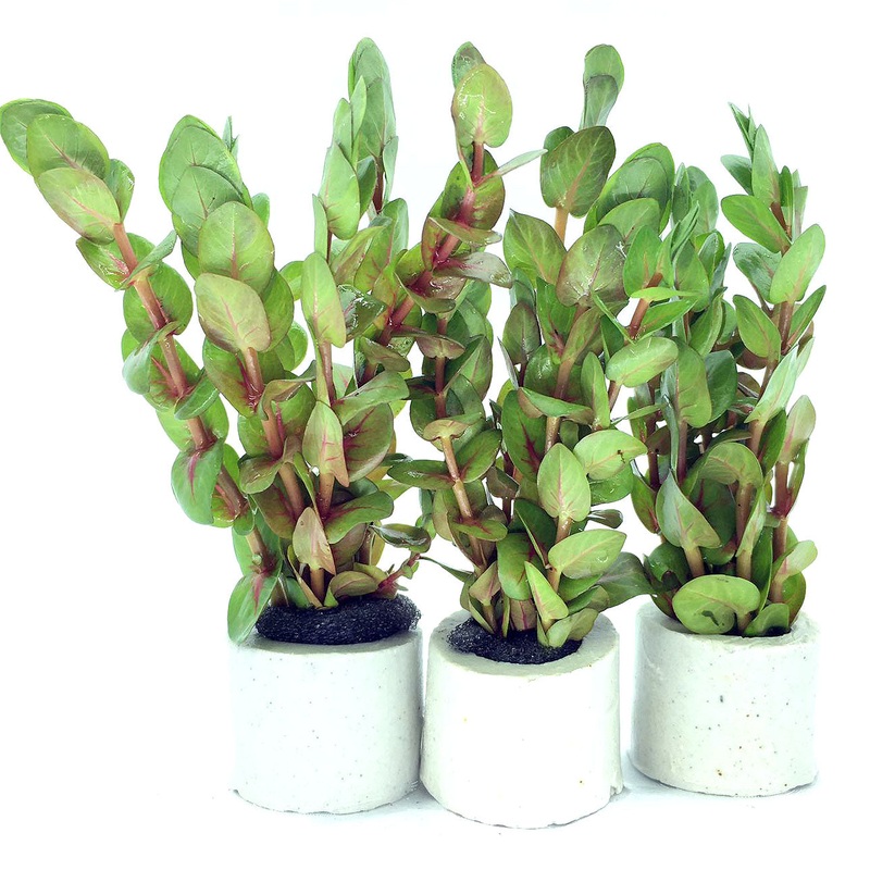 Rotala macrandra green (1 POT)