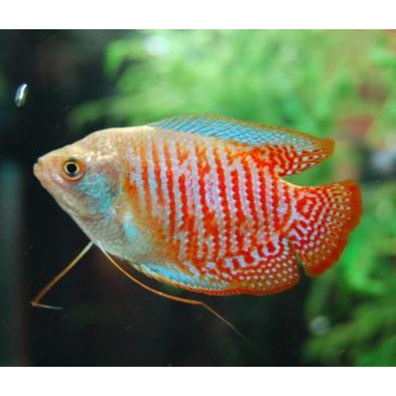 Dwarf Gourami “Colisa lalia”