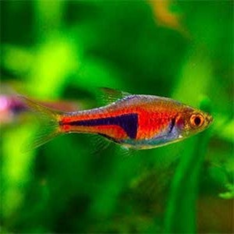 Red Rasbora Espei – Lambchop – (No Online Purchases)