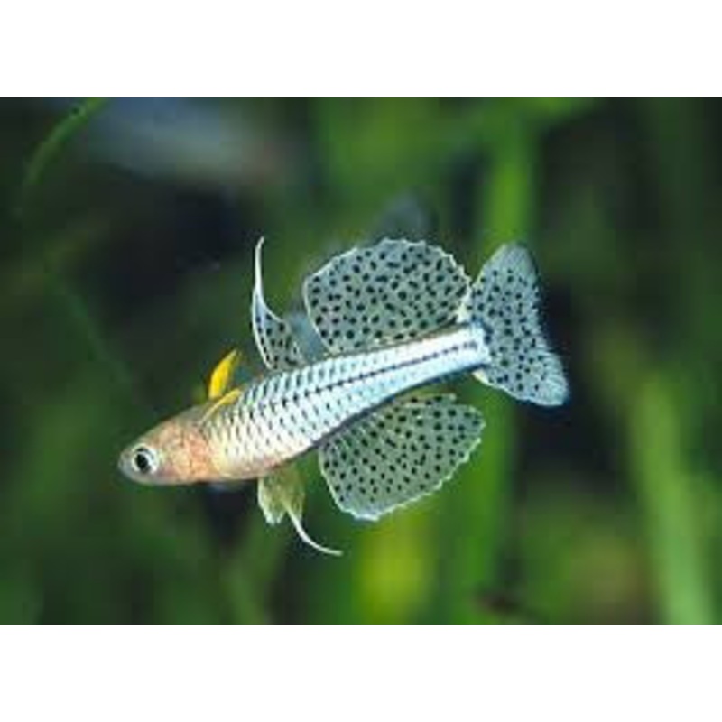 Blue Eye Gertrude Rainbow – “Pseudomugil gertrudae”