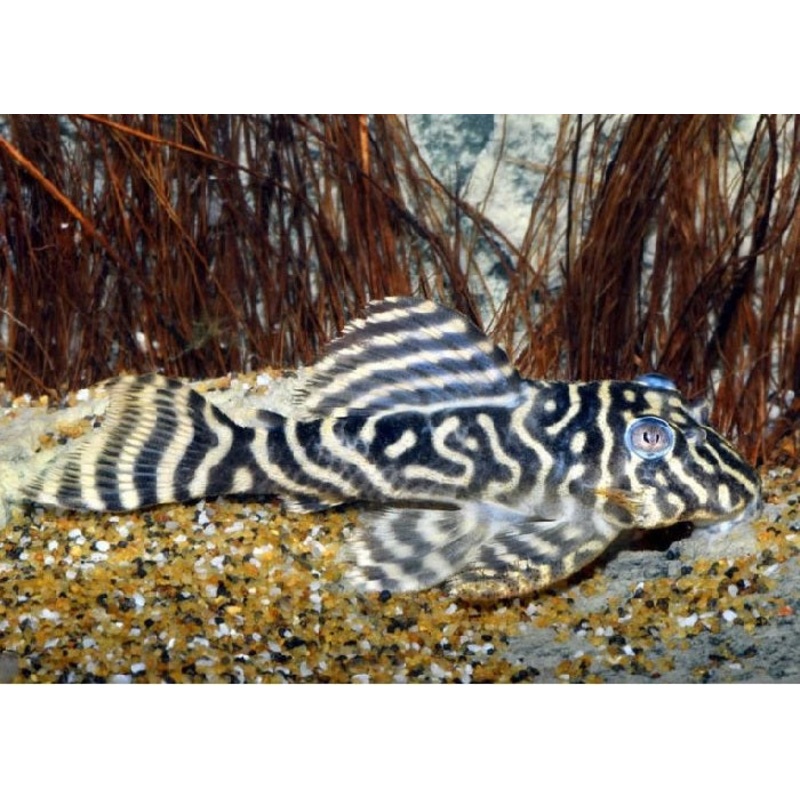 L129 – Colombian Zebra Pleco “Hypancistrus debilittera”