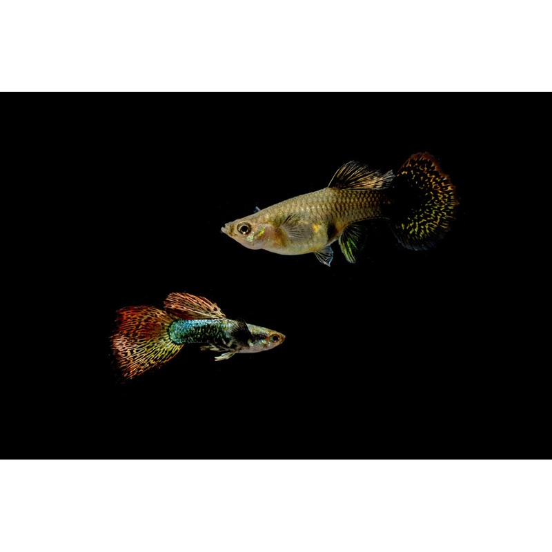 Red Dragon Guppies – Breeding Pair