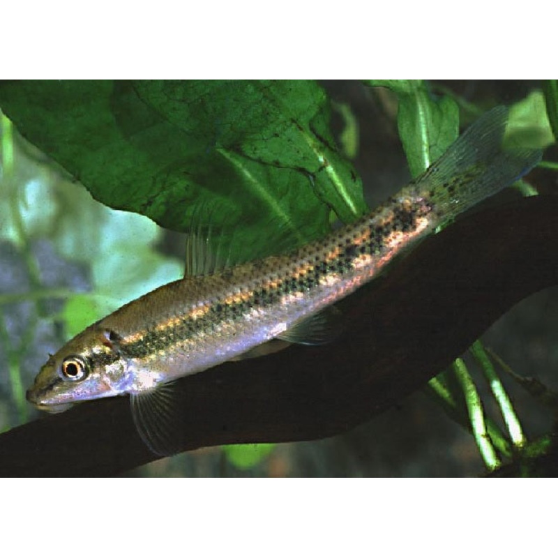 Chinese Algae Eater “Gyrinocheilos aymonieri”