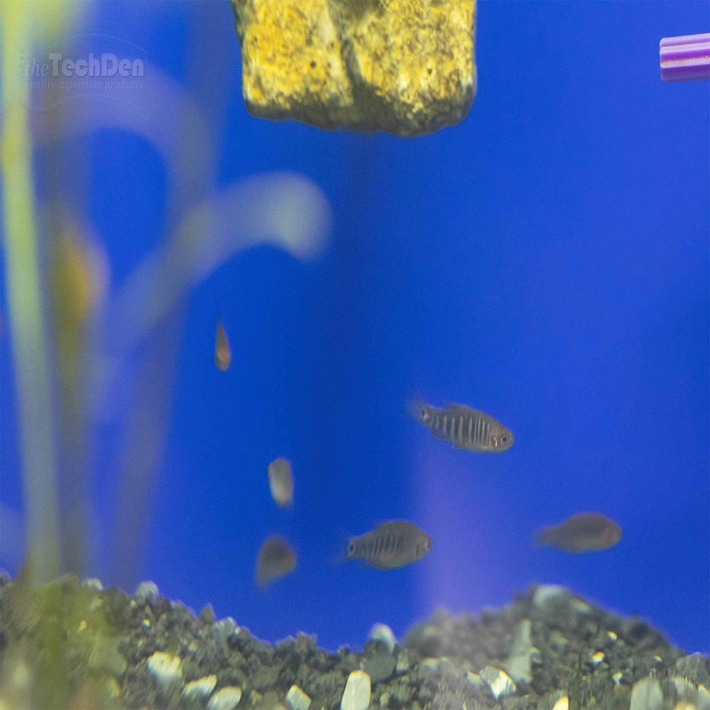 Emerald Dwarf Rasbora Danio (No Online Purchases)