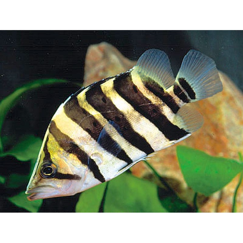 Indonesian Tiger Fishes (4-5″)