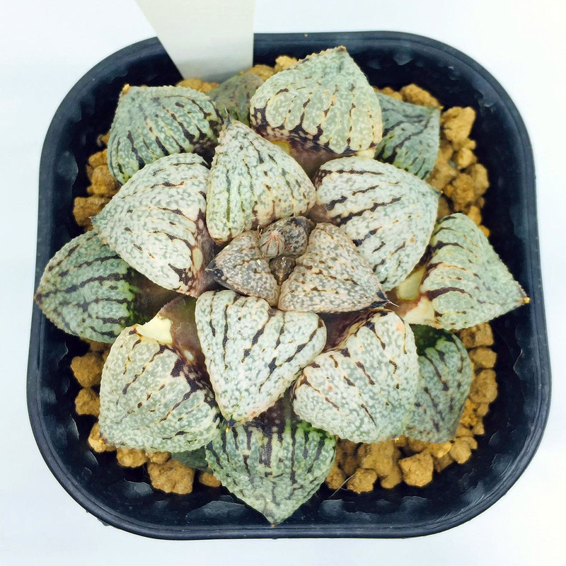 S&C Haworthia Spp (#138 / 7cm Pot)