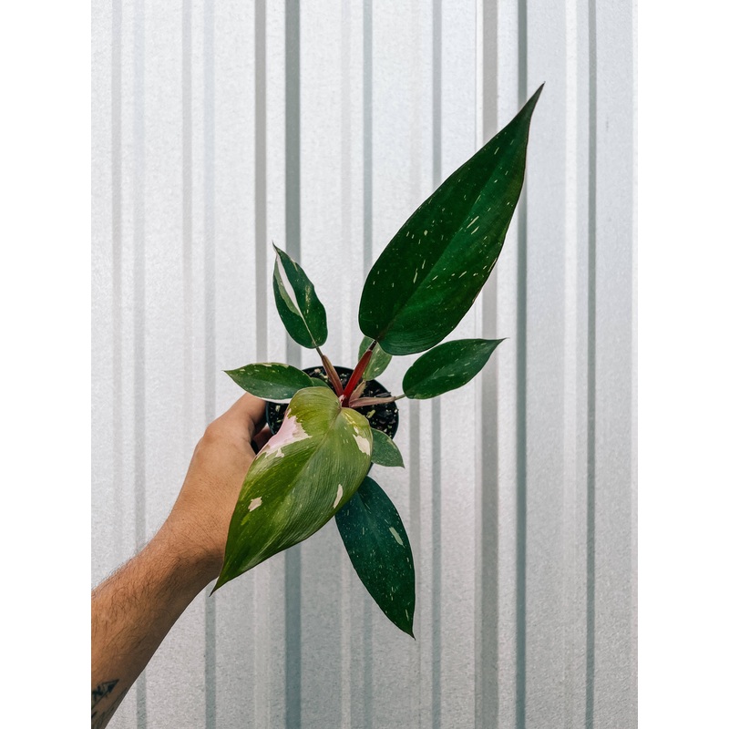 4″ Philodendron ‘Pink Princess’