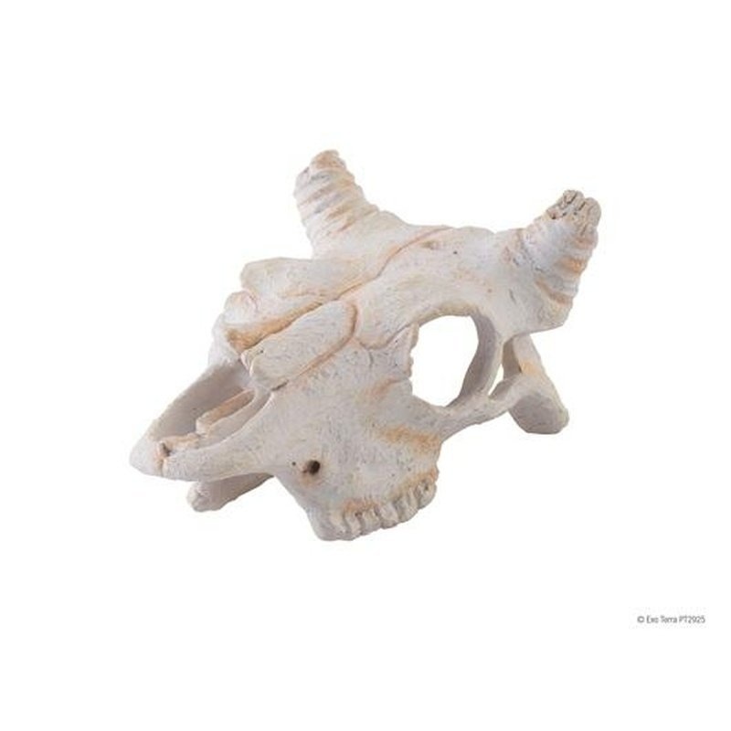 Exo Terra Buffalo Skull Small