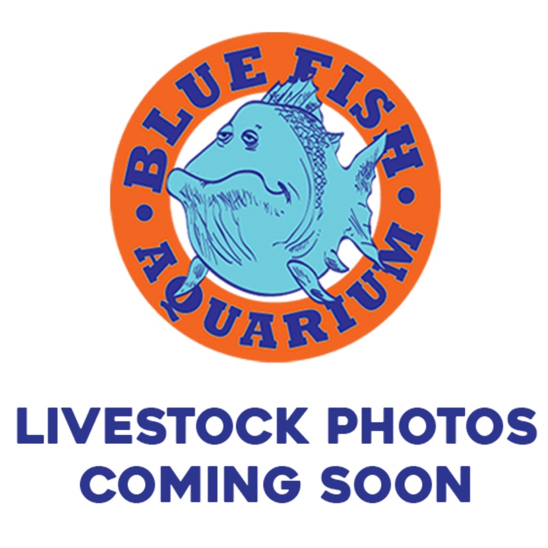 Gold Head Electric Blue Ram – Medium (NO GUARANTEE)