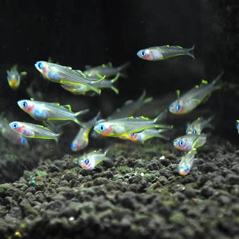 Pseudomugil furcatus (L)