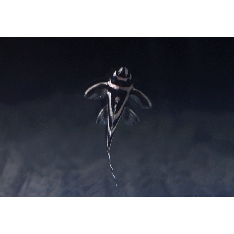 Zebra Plecostomus L046 Small