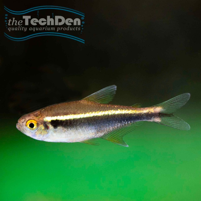 Black Neon Tetra – (No Online Purchases)