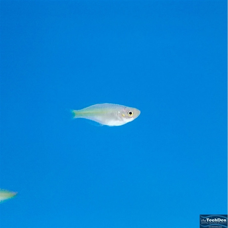 Boesemani Rainbow -(No Online Purchases)