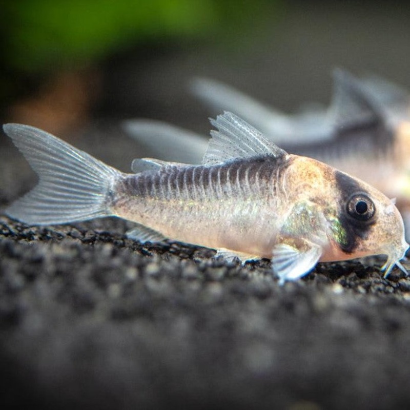 Adolfoi’s Corydoras (No Online Purchases)