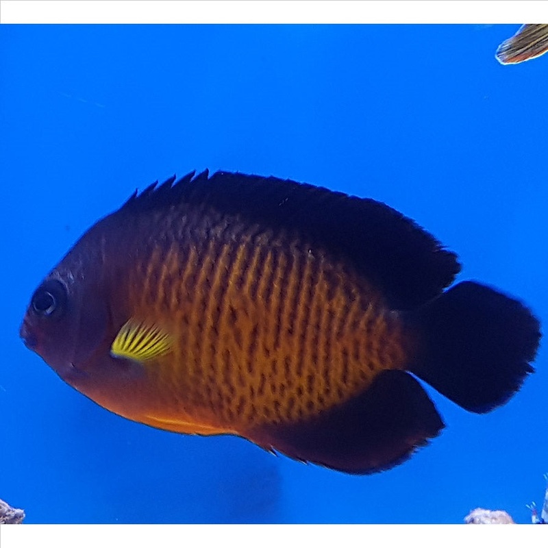 Coral Beauty – (No Online Purchases)