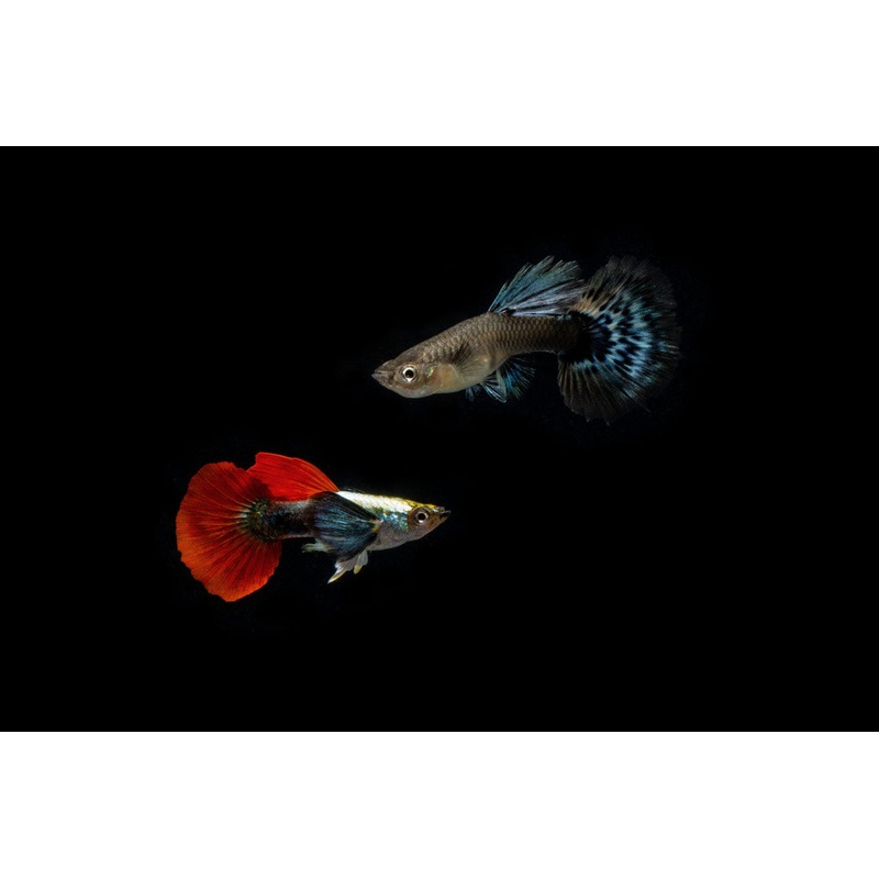 Dumbo Redtail Guppies – Breeding Pair