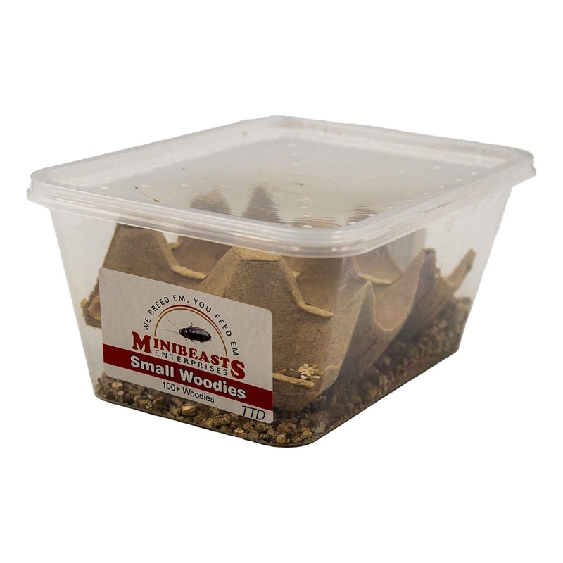 Minibeasts Woodies – Small – Live Food – Instore Pick Up Only