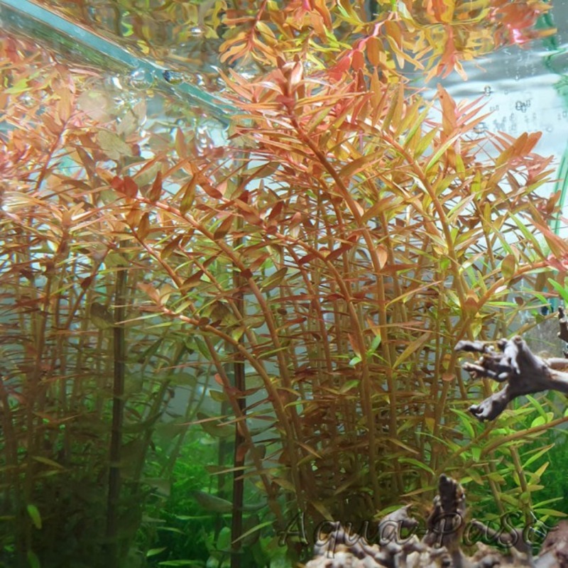 Rotala Rotundifolia Orange Juice
