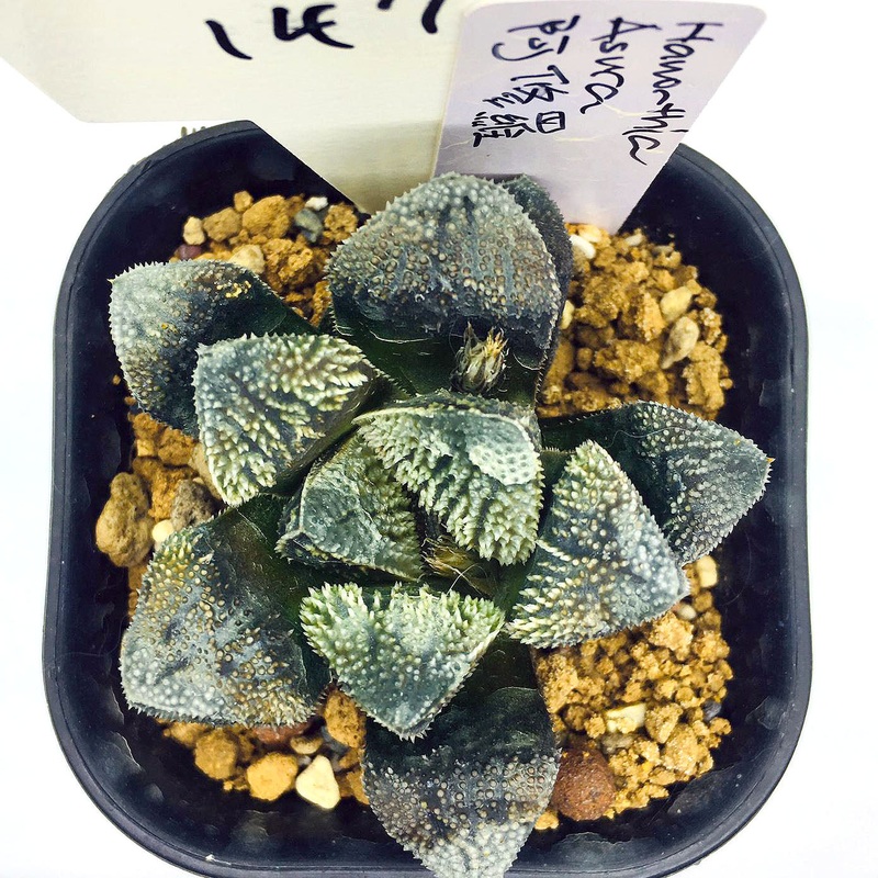 S&C Haworthia Spp (#147 / 7cm Pot)