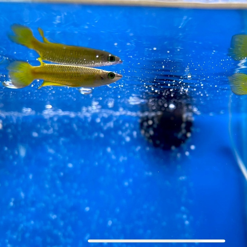 Gold Panchax – (No Online Purchases)