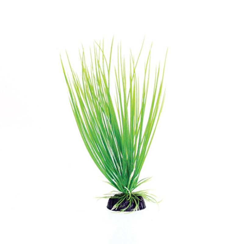 Green Hairgrass – 8″ Aquarium Plant