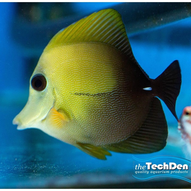 Scopas Tang – (No Online Purchases)