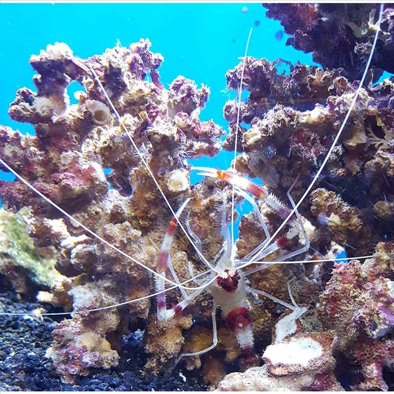 Coral Banded Shrimp  – (No Online Purchases)
