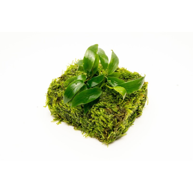 Anubias Minima on Christmas Moss Fiber Mat