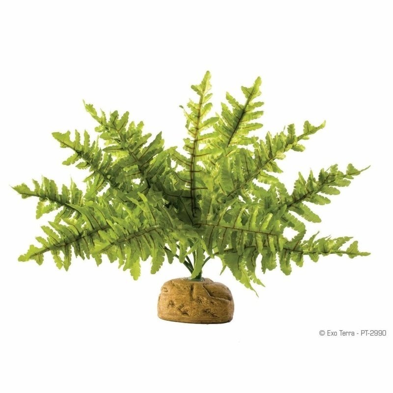 Exo Terra Rainforest Ground Plant Boston Fern Small (25cm wide)