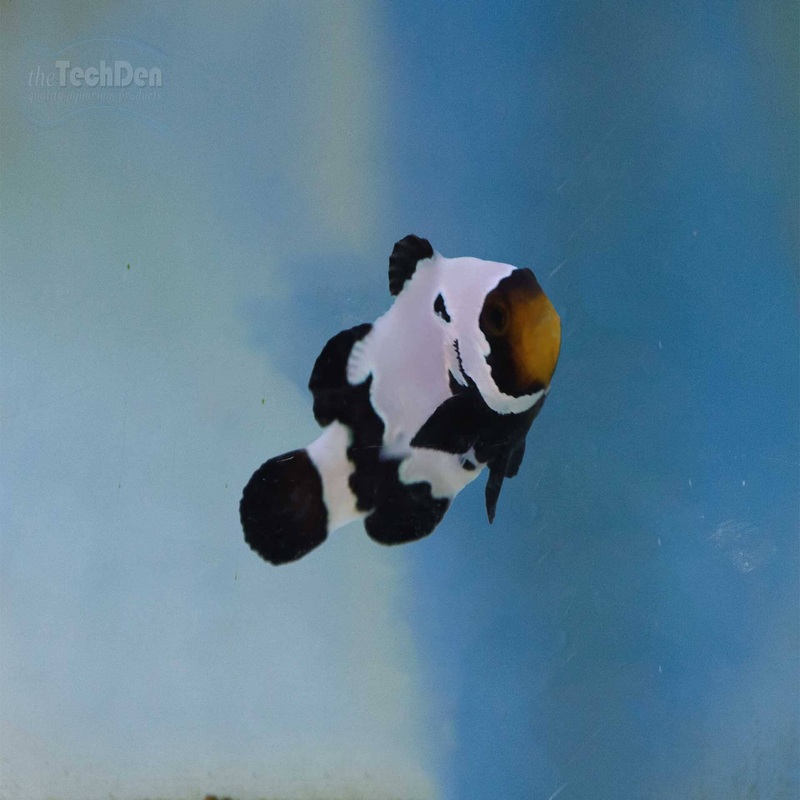 Frostbite Designer Clownfish – (No Online Purchases)