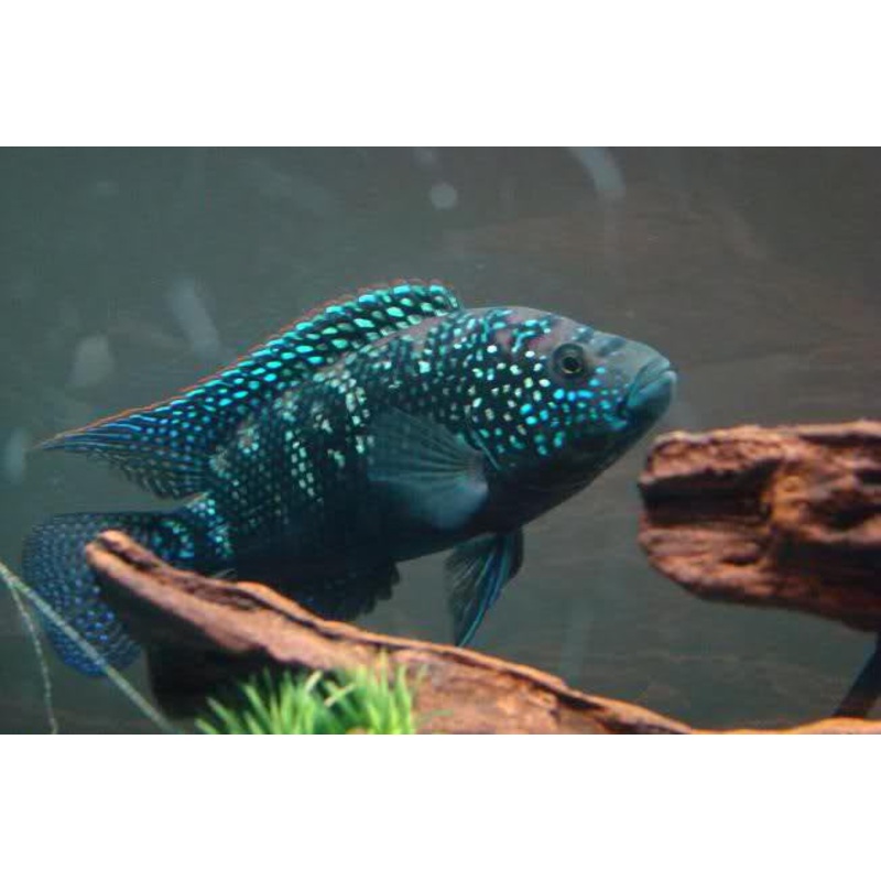 Jack Dempsey Cichlid “Rocio octofasciata”