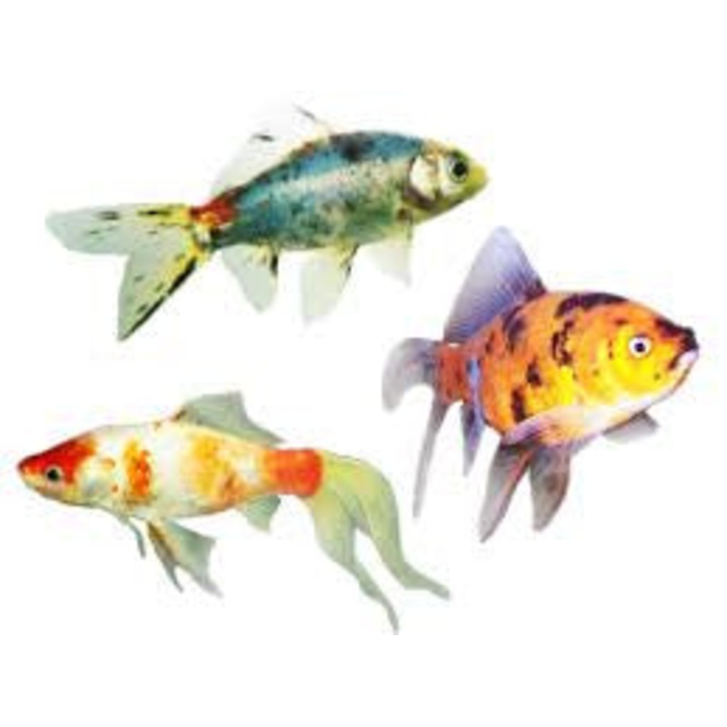 Red & White Shubunkin Goldfish “Carassius auratus”