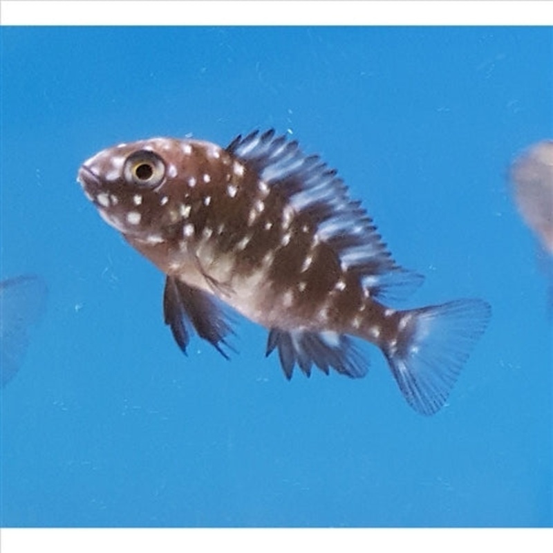 Tropheus Duboisi – Juvenile – (No Online Purchases)