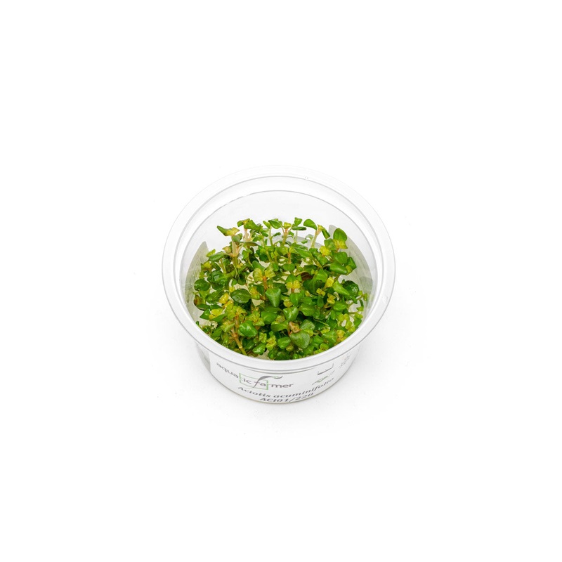 Aciotis Acuminifolia Aquatic Farmer Tissue Culture
