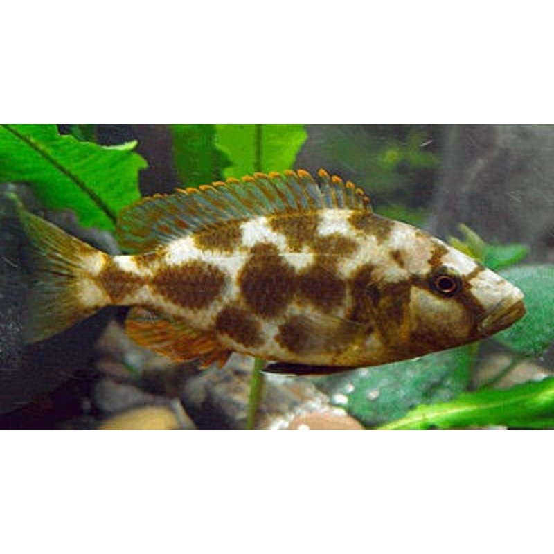 Livingstoni Cichlid “Nimbochromis livingstonii”