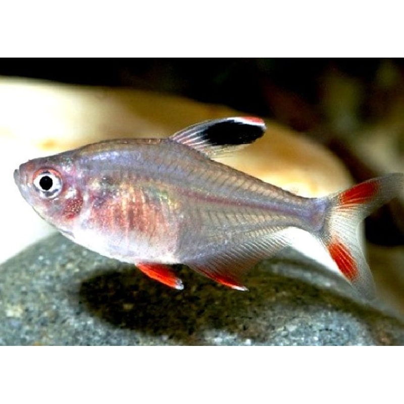 Rosy Tetra “Hyphessobrycon rosaceus”